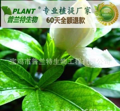 探究2α-羥基熊果酸的多濃度規(guī)格及其在技術(shù)開發(fā)中的應(yīng)用前景